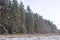 Tall smooth snowy pines stand on edge of forest