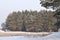 Tall smooth snowy pines stand on edge of forest