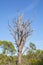 Tall Snag Pine Tree Against Blue Sky