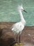 Tall Snowy Egret Bird by a Pool of Water