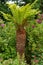 Tall Soft tree Fern With a Thick Trunk.