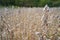 A Tall Soybean Stalk with Pods in a Farmer\\\'s Field