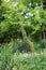 The tall spike of an Eremurus Shelfordi, Foxtail Lily, gone to seed in a garden in Wisconsin