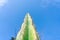 Tall spiky cactus green and upright against blue sky