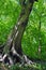 Tall spring woodland beech trees with vibrant green leaves growing at a steep angle on a hillside with blue sky