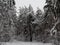Tall spruce drowned in the snow