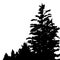 Tall spruce in the foreground. Coniferous trees are removed into the distance. Silhouettes isolated on white background. Vertical