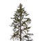 Tall spruce tree isolated on white