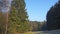 Tall spruce tree in the meadow between the woods