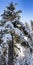 Tall spruce tree with snow in winter