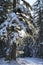 Tall spruce tree in winter