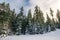 tall spruce trees covered with snow.