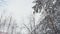 Tall spruce trees covered with snow in frosty winter landscape.