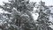 Tall spruce trees covered with snow in frosty winter landscape.