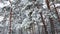 Tall spruce trees covered with snow in frosty winter landscape