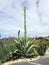 Tall Stalk Agave Plant, Mission Carmel, California, USA