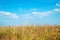 Tall stalks mature dry corn in the agricultural field. Blue sky in background over field with tassels reaching toward white clouds