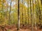 Tall stand of deciduous trees in early autumn towering over umber leaf litter