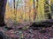 Tall stand of deciduous trees in early autumn towering over umber leaf litter