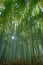 Tall stand of straight green bamboo with sun glare