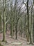 Tall stark bare winter trees in crowded dense woodland on rocky hillside ground