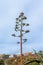 Tall stem with faded dry flowers of Agave americana