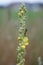 Tall stem of mullein yellow flowers Verbascum thapsus with wasp insect in summer meadow during summer evening
