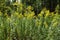 Tall stems of Solidago with yellow flowers
