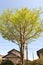 Tall stewartia ( Stewartia monadelpha ) tree.