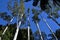 Tall straight eucalypt trees taper into blue sky