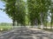 Tall and straight Poplar Forests on both sides of the road