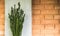 Tall straight thin cactus in a pot outdoors against the red brick wall and grey column