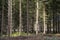 Tall straight trunks of pine trees in the forest. Summer sunny day. Pine forest. The long, straight trunks of pine trees extend