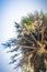 Tall sugar palm tree (Borassus flabellifer), looking up under bl