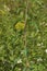 Tall Sunflower Stem   823541