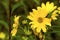 Tall Sunflowers  33952