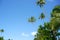 Tall swaying coconut palms in breeze above vegetation in this tropical setting on island of Aitutaki