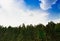 Tall symmetrical green fir trees on blue sky whit white clouds