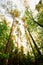 Tall symmetrical green fir trees on blue sky whit white clouds