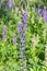 Tall tapering spike of blue flowers of wild perennial lupine