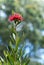 Tall Tasmanian Waratah, Telopea truncata