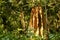 A Tall Termite Mound in the Jungle