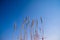 Tall thick grass earth against blue sky background