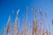 Tall thick grass earth against blue sky background