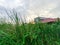 tall thicket trees growing in an unused rice field