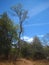 TALL THIN TREE WITH GREEN FOLIAGE AT THE TOP