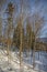 Tall Thin Trees and Snow with Mountain View in Background.