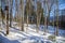 Tall Thin Trees and Snow with Mountain View in Background.