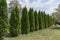 Tall thuja grow in a row in the garden