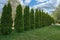 Tall thuja grow in a row in the garden